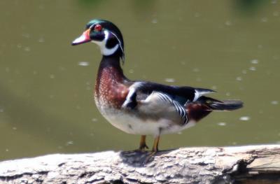 IMG_7826rz.jpg