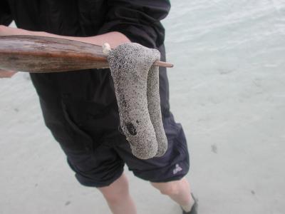 sea slug (sea cucmber) on a stick. Its extruded guts can be cooked and eaten!