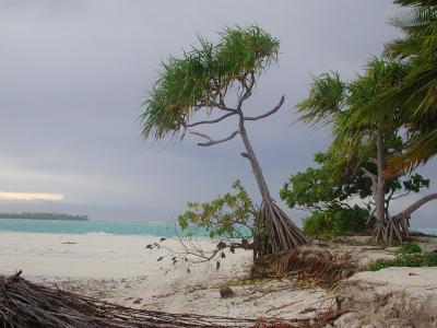 pandanus tree, northern shore, Motu Tiapaa