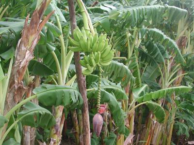 bananas ripening, Maupiti