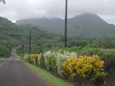 roadside plantings, ring road, Raiatea