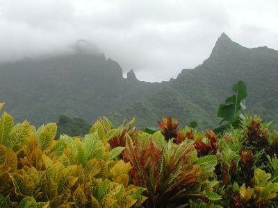 roadside vegetation, Raiatea