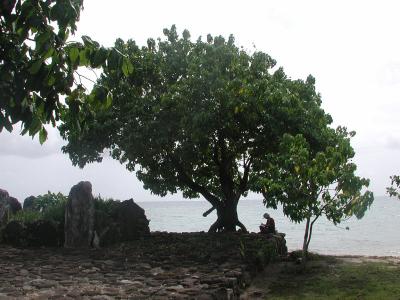 sitting under a tree, Taputapuatea