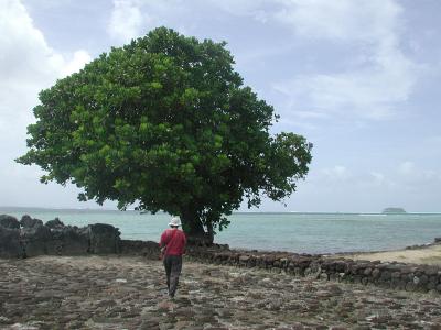 tree, Taputapuatea