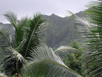 distant waterfall through palms, Raiatea