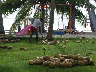 raking up shook down coconuts, Sunset Beach Motel, Raiatea