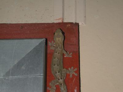 gecko, Sunset Beach Motel, Raiatea