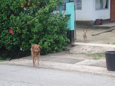 dogs, Fare