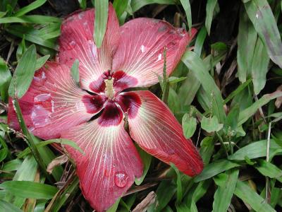 hibiscus flower, Eden Park, Huahine nui