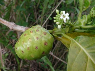 Nono fruit, source of a new age industry