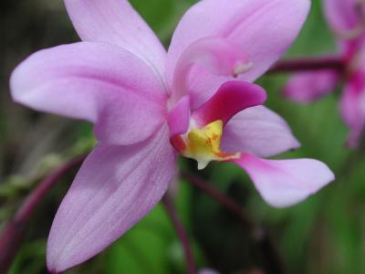 orchid, Eden Park