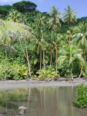 orange-trunked palm trees