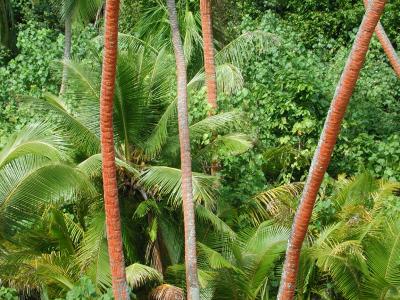 orange-trunked palms, closer