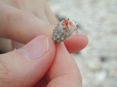 a small hermit crab