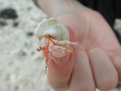 hermit crab, getting braver