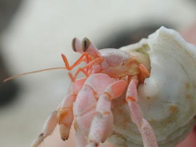 hermit crab portrait