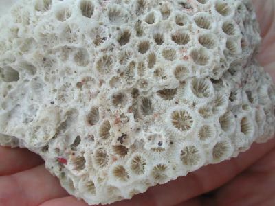 coral close-up