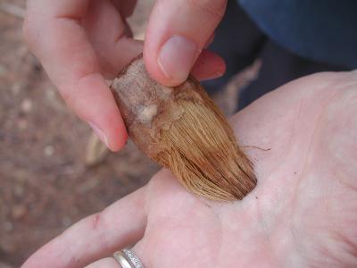 A natural paintbrush? It was found near the base of the pandanus.