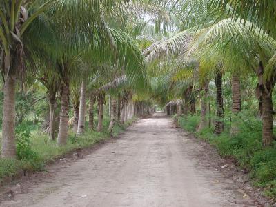 the backroad to the airport, Huahine nui