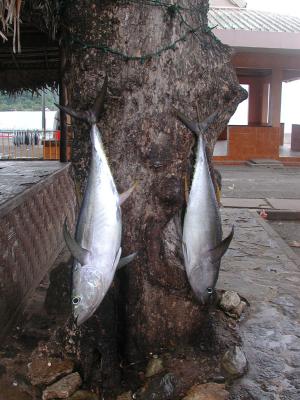 yellowfin tuna, hanging on a tree