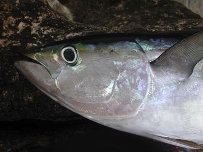 yellowfin tuna head