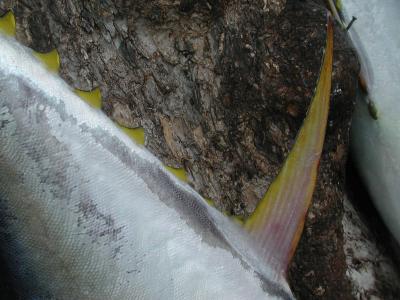 why they're called yellowfin