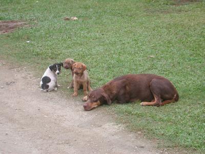 bitch and pups...she wouldn't let us get near those cute pups!