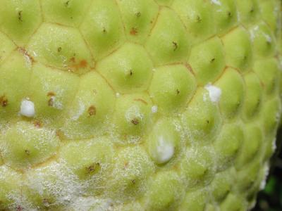 close-up of breadfruit