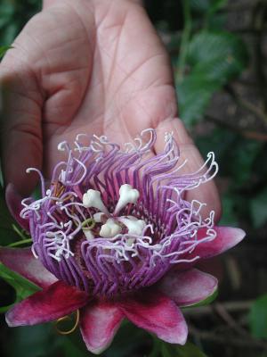 passion flower, Moon Pension
