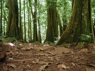 grove of huge Mape (Tahitian chestnut) trees, forest trail, Belvedere