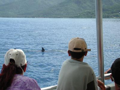 Once they were found, we could just slow the boat down to a few knots, and stay among them.