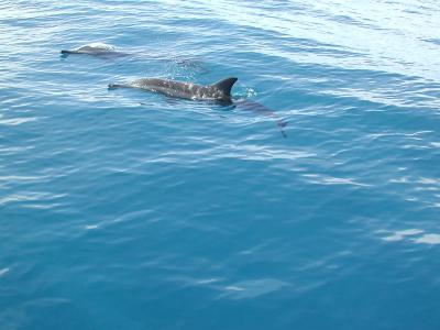 The clear water made it easy to see them below the surface as well as above it.