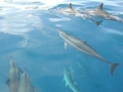 spinner dolphins