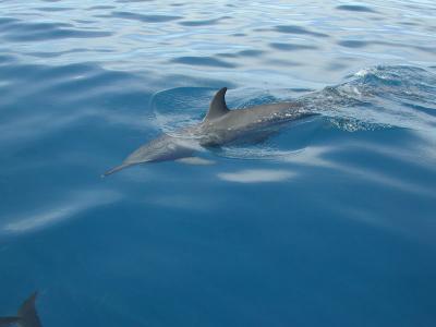 Not one of the 45 dolphins we watched did anything lewd, though. The most entertaining thing they did was take sudden, spinning leaps out of the water.