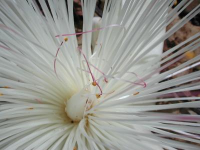 mimosa up close