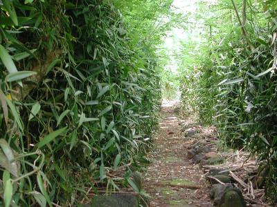rows of vanilla plants at the Lyce Professionnel Agricole -- the agricultural school halfway up to Belvedere