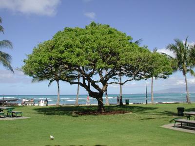 amazing tree, Waikiki Beach