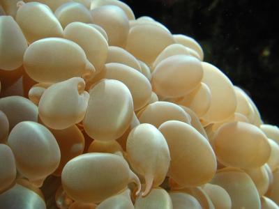 some kind of soft coral, Waikiki Aquarium