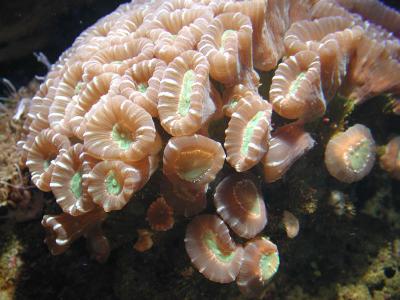 candy cane coral, Waikiki Aquarium