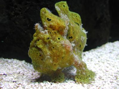 frogfish, Waikiki Aquarium -- ain't it incredible?