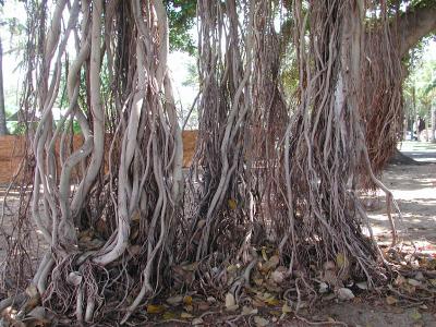 banyan tree, near Waikiki Aquarium