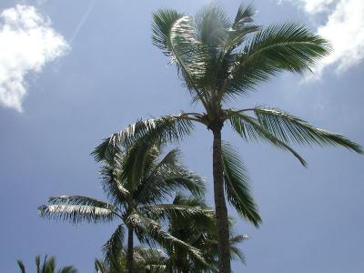 coconut palms, Kualoa Beach Park, Oahu