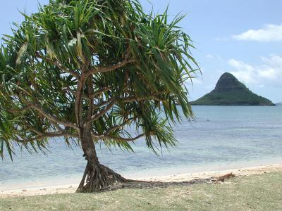 that's a pandanus tree, and Mokoli'i Island beyond it, Kualoa Beach Park, Oahu