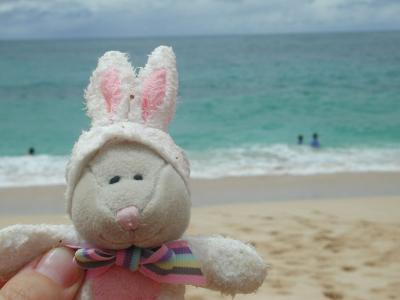 My bunny lies over the ocean, my bunny lies over the sea! A soggy little critter rescued from the dangerous rip tide! Sunset Beach, Oahu...