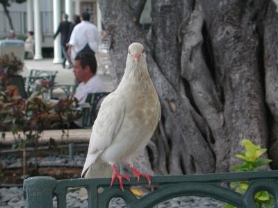 single dove on a chairback, Moana Surfrider, Waikiki