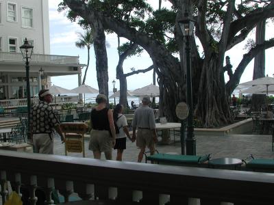 banyan, courtyard, Moana Surfrider, Waikiki