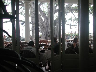 banyan from inside, Moana Surfrider, Waikiki