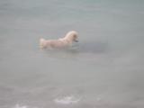 a dog, having fun in the water