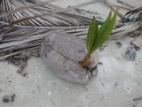 sprouting coconut, Motu Tiapaa