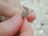 a small hermit crab